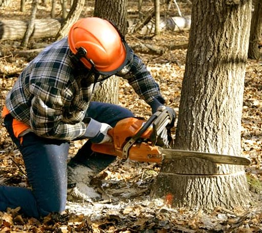 Tree Removal in Barkhamsted, CT